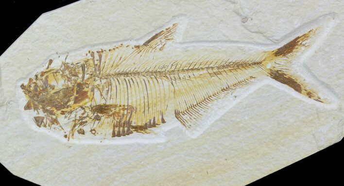 Bargain, Diplomystus Fossil Fish - Wyoming #88584